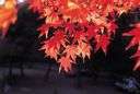 Japanese maple - leaves deeply incised and bright red in autumn
