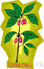 Cornus mas - deciduous European shrub or small tree having bright red fruit