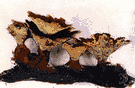 genus Polyporus - type genus of the Polyporaceae