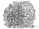 Candida albicans - a parasitic fungus that can infect the mouth or the skin or the intestines or the vagina