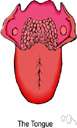 Tongue-shaped - shaped like a tongue