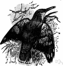 Woodhewer - any of numerous South American and Central American birds with a curved bill and stiffened tail feathers that climb and feed like woodpeckers