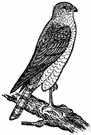 Accipiter nisus - small hawk of Eurasia and northern Africa