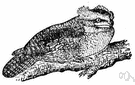 frogmouth - insectivorous bird of Australia and southeastern Asia having a wide frog-like mouth