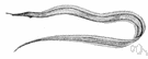 class Tentaculata - ctenophores have retractile tentacles