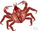 Malacostraca - largest subclass of Crustacea including most of the well-known marine, freshwater, and terrestrial crustaceans: crabs