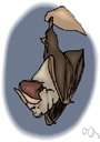 Molossidae - mastiff bats