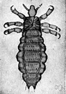 Pediculus corporis - a parasitic louse that infests the body of human beings