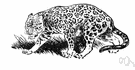 unguiculate mammal - a mammal having nails or claws