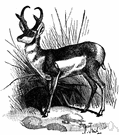 Prongbuck - fleet antelope-like ruminant of western North American plains with small branched horns