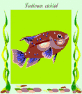 cichlid fish - freshwater fishes of tropical America and Africa and Asia similar to American sunfishes