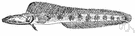 Chaenopsis - a genus of fish of the family Clinidae including pikeblennies