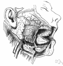 salivary gland - any of three pairs of glands in the mouth and digestive system that secrete saliva for digestion