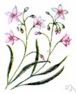Clatonia lanceolata - small slender plant having one pair of succulent leaves at the middle of the stem and a loose raceme of white or pink or rose bowl-shaped flowers and an edible corm