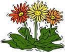 gerbera - genus of South African or Asiatic herbs: African daisies