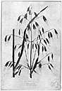 Avena barbata - oat of southern Europe and southwestern Asia