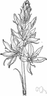 camosh - any of several plants of the genus Camassia