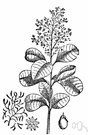 Shumac - a shrub or tree of the genus Rhus (usually limited to the non-poisonous members of the genus)