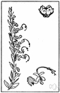 Trichostema lanceolatum - aromatic plant of western United States