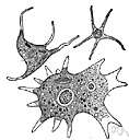 family Arcellidae