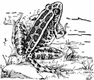 pickerel frog - a meadow frog of eastern North America
