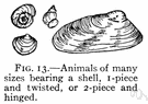 marine mussel - marine bivalve mollusk having a dark elongated shell