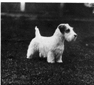 Sealyham terrier - a wire-haired terrier with short legs that was first bred in Sealyham