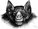 leafnose bat - bat having a leaflike flap at the end of the nose