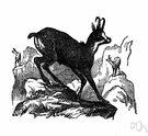 Rupicapra - chamois