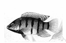 tilapia - a genus of Cichlidae