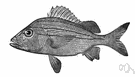 Haemulon macrostomum - a kind of grunt