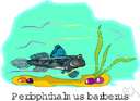 genus Periophthalmus - a genus of Gobiidae