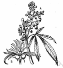 tetrahydrocannabinol - psychoactive substance present in marijuana