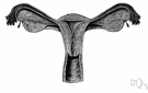 annexa - accessory or adjoining anatomical parts or appendages to an organ (especially of the embryo)