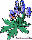Aconitum - genus of poisonous plants of temperate regions of northern hemisphere with a vaulted and enlarged petal