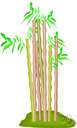 Phyllostachys bambusoides - large bamboo having thick-walled culms