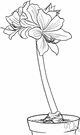 Hippeastrum puniceum - amaryllis of tropical America often cultivated as a houseplant for its showy white to red flowers