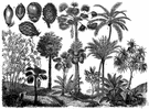 Corypha umbraculifera - tall palm of southern India and Sri Lanka with gigantic leaves used as umbrellas and fans or cut into strips for writing paper