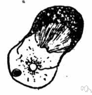 true fungus - any of numerous fungi of the division Eumycota