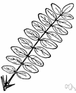 pinnate leaf - a leaf resembling a feather