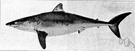 bonito shark - common blue-grey shark of southwest Pacific