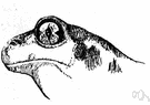 spadefoot toad - a burrowing toad of the northern hemisphere with a horny spade-like projection on each hind foot
