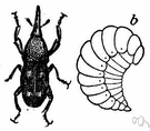 black weevil - brown weevil that infests stored grain especially rice