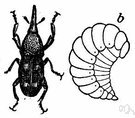 Rice weevil - brown weevil that infests stored grain especially rice