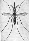 yellow-fever mosquito - mosquito that transmits yellow fever and dengue