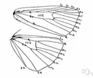 Noctua - type genus of the Noctuidae: moths whose larvae are cutworms