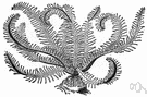 comatulid - free-swimming stalkless crinoid with ten feathery arms