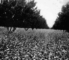 peach orchard - a grove of peach trees