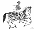 comparative anatomy - the study of anatomical features of animals of different species