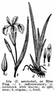 turmeric root - perennial herb of northeastern United States having a thick knotted yellow rootstock and large rounded leaves